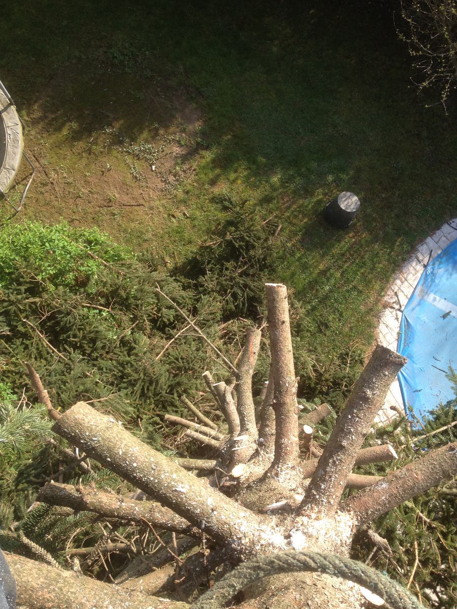 Villefranche sur Saône 69400 abattage et démontage d'un arbre