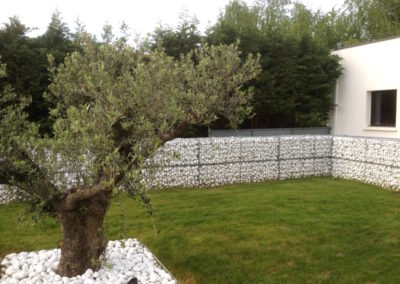 Saint Didier sur Formans 01600 : Un Olivier entouré de galets blancs et gabions