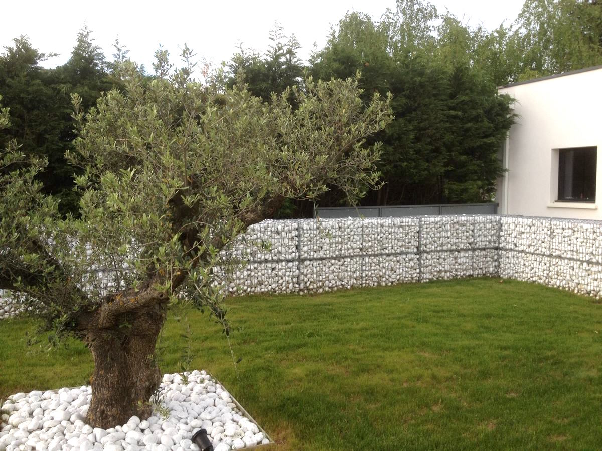 Saint Didier sur Formans 01600 : Un Olivier entouré de galets blancs et gabions