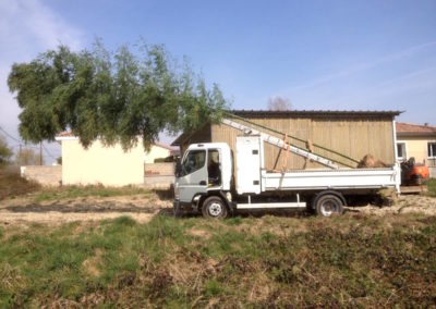 Plantation de bambous géants à Saint Marcel en Dombes 01390 Ain