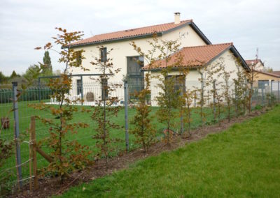 Plantation d’une haie d’hêtres pourpres à Quincieux