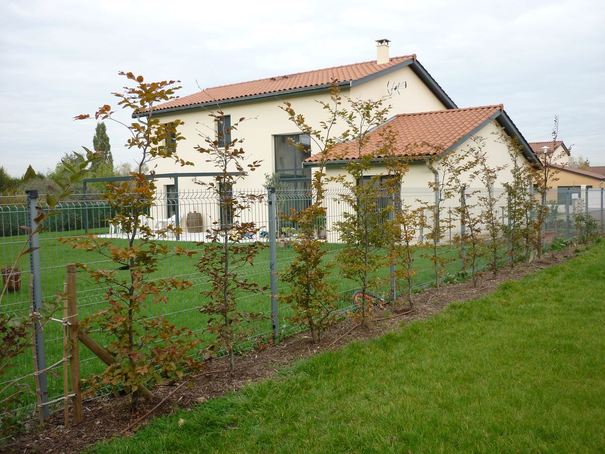 Plantation d'une haie d'hêtres pourpres à Quincieux